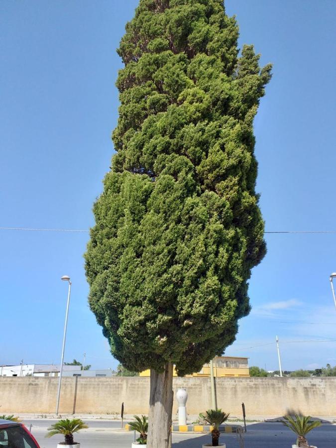 מזרה דל ואלו L'Albero Bello Holiday מראה חיצוני תמונה