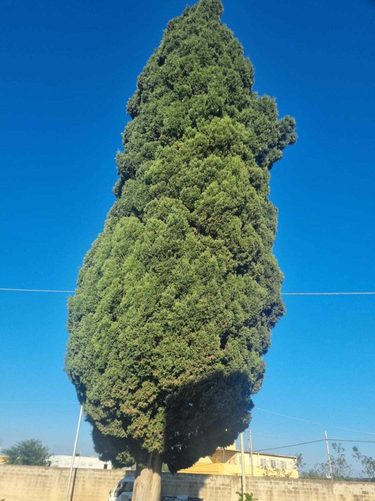 מזרה דל ואלו L'Albero Bello Holiday מראה חיצוני תמונה